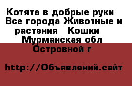 Котята в добрые руки - Все города Животные и растения » Кошки   . Мурманская обл.,Островной г.
